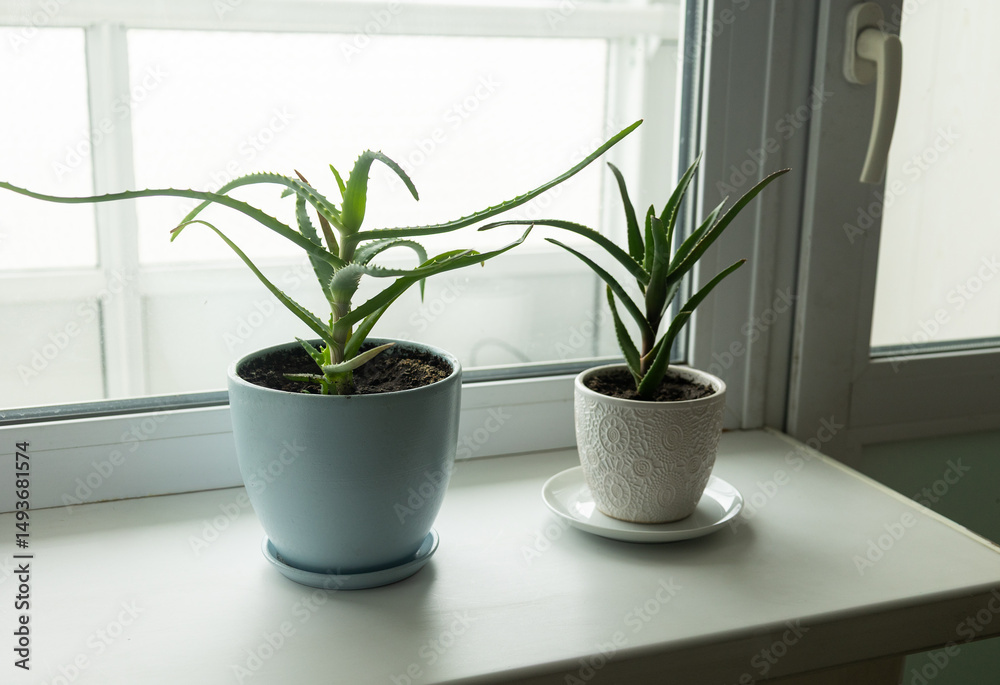 Fototapeta premium An aloe vera plant in a pot on the windowsill in the room.