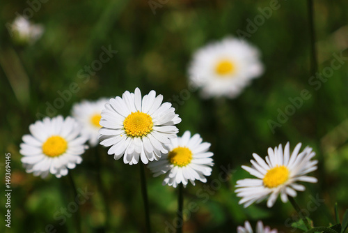 White daisies (Bellis perennis) in close up. Selective focus.