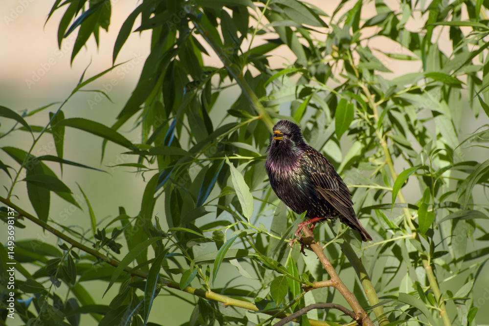 Fototapeta premium common starling perching on the twig close-up