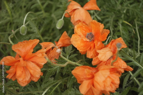 Red poppies