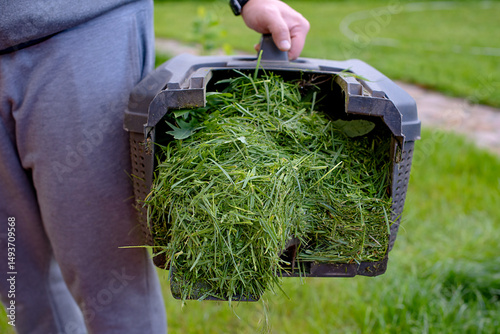Mowing grass with a petrol lawn mower in spring. container with the mown grass to it in the compost