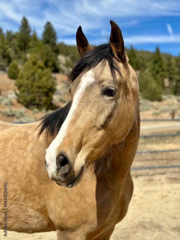 Obraz premium portrait of a horse