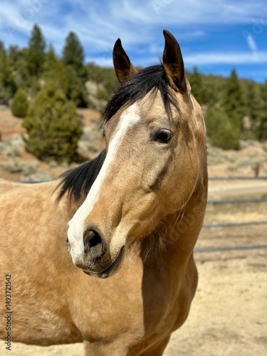 portrait of a horse