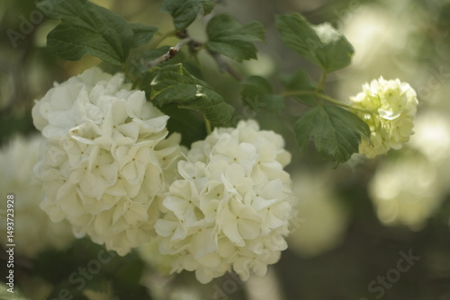 white flowers in the garden