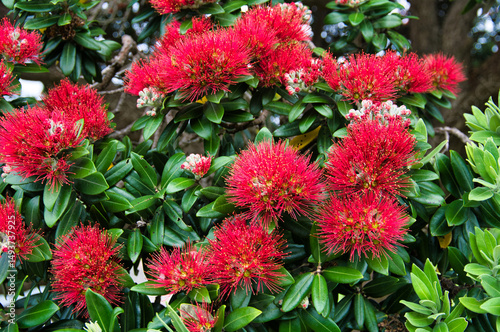 Leaves and dark red flowers of the Pohutukawa (Metrosideros excelsa), also called New Zealand Christmas tree

