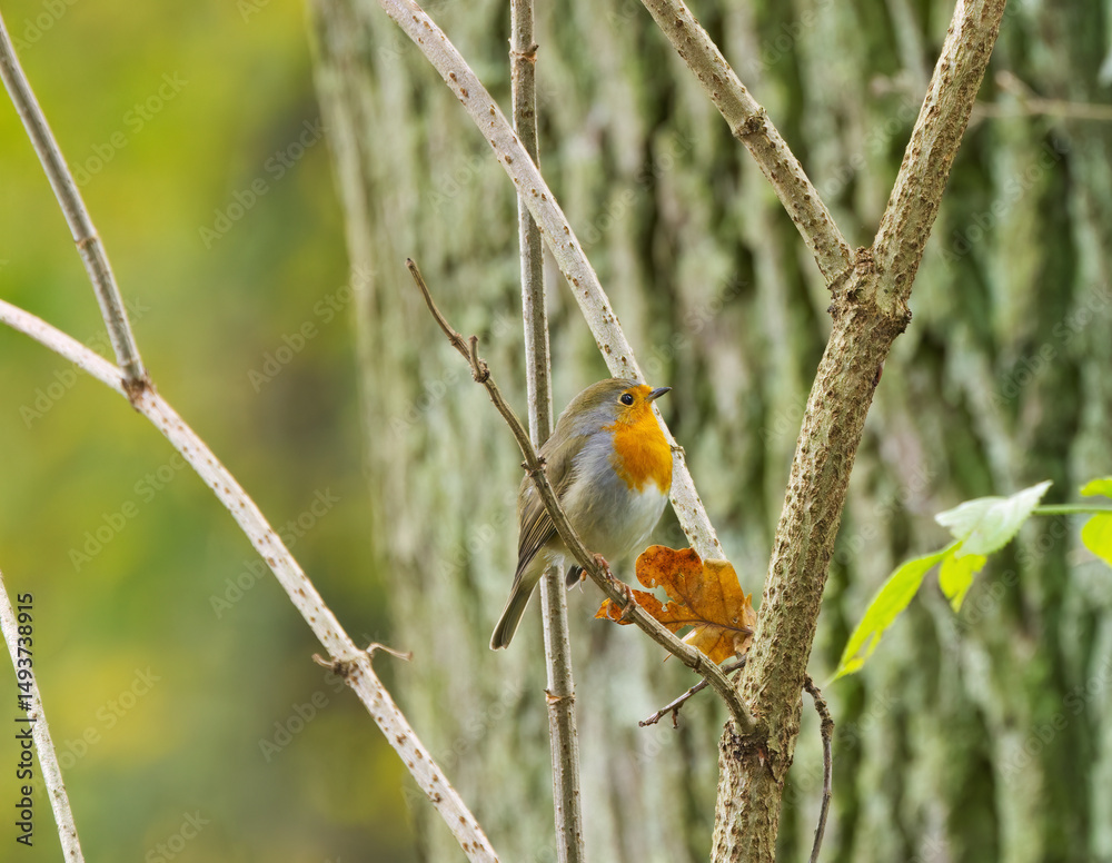 Fototapeta premium robin on a tree, robin on a branch, red-breasted songbird, songbird on a branch surrounded by green leaves, cute Erithacus rubecula, tree in the background