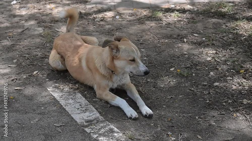 abonded cute red dog lies on the ground