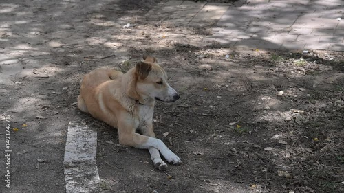 abonded cute red dog lies on the ground