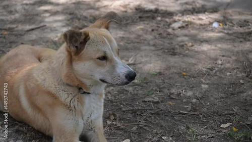 abonded cute red dog lies on the ground