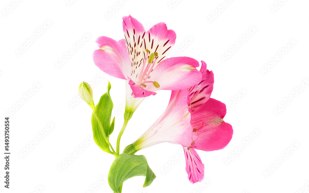 Obraz premium pink alstroemeria flower isolated on white background