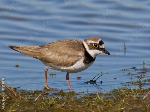 Little ringed plover (Charadrius dubius)