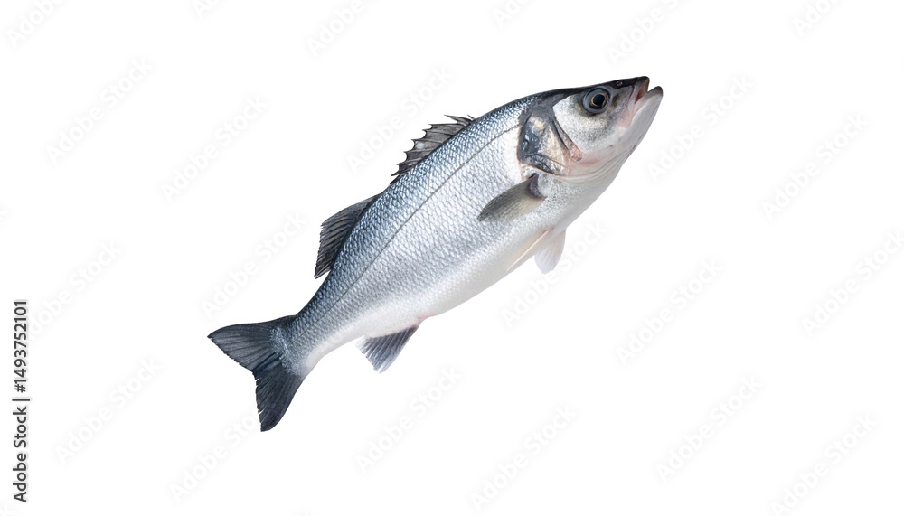 Obraz premium Sea bass
