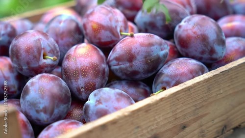Plums In Wooden Crate Showcase Fresh Harvest From Orchard