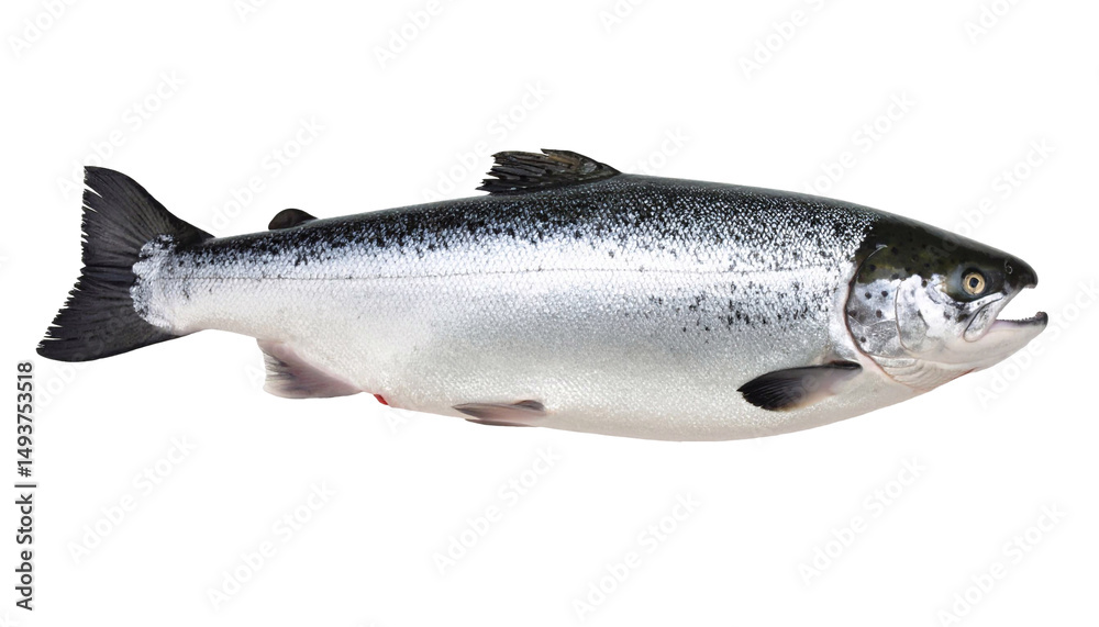 Obraz premium Salmon