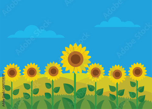 sunflower field under clear blue sky