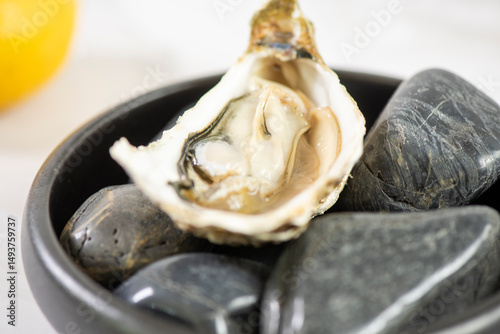 Oyster