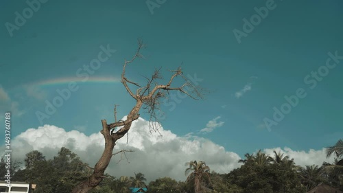 Rainbow crossing a cloudy blue sky behind a leafless baobab tree — serene atmospheric landscape captured in Casamance, Senegal, highlighting natural beauty and African scenery