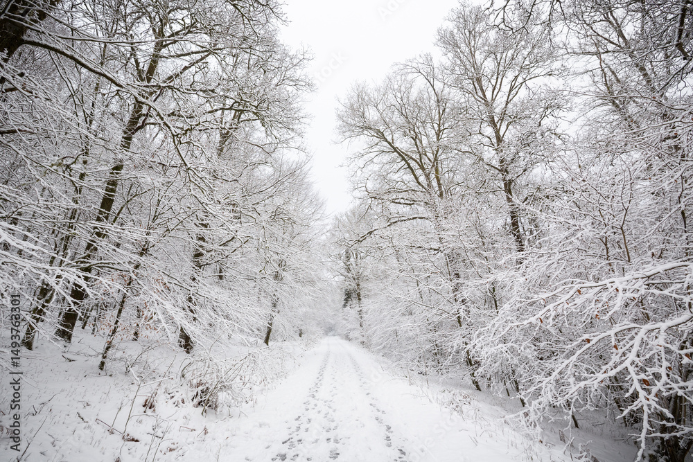 Obraz premium Weg im Wald im Winter mit Schnee