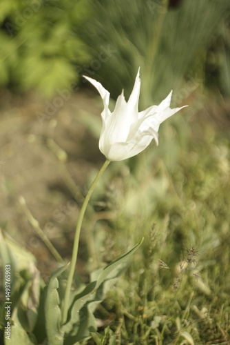 white flower