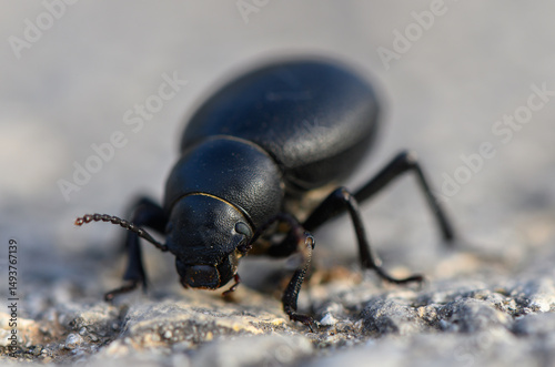 Wallpaper Mural Timarcha Beetle Crawling on Green Plant Macro Torontodigital.ca