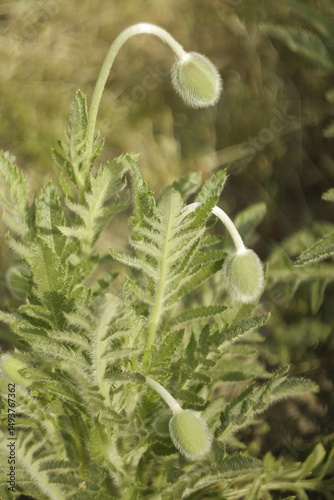 close up of a plant