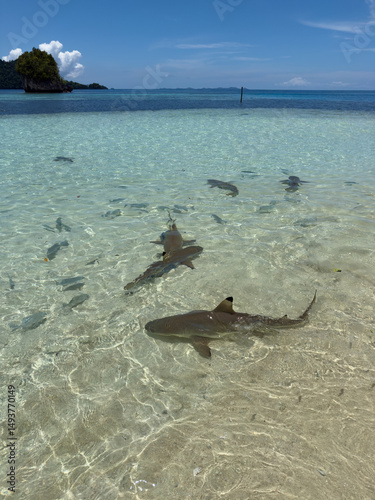 Shark point with lots of Reef sharks at Wayag island, Raja Ampat, West Papua