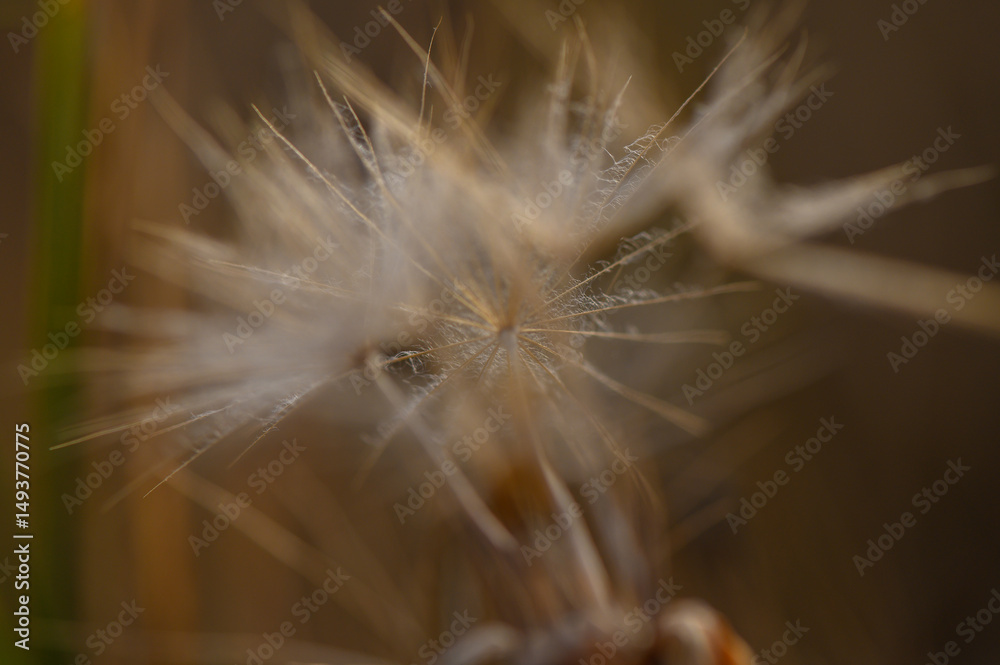 Fototapeta premium Delicate dandelion lit by warm golden sunset. Soft natural light enhances its fragile beauty.