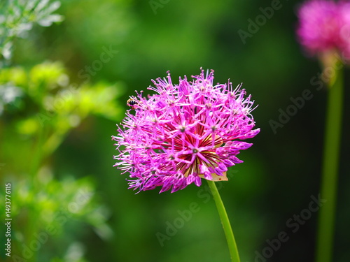 Blüte