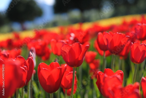 Red tulips fields