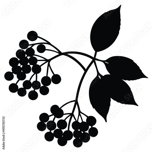 vector illustration of juniper berries
