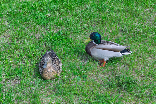 A pair of wild ducks are walking on the grass.