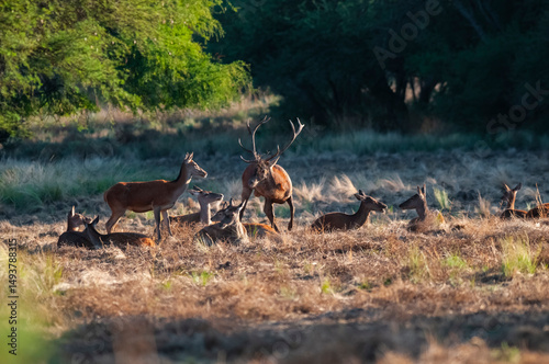 Red deer, Male roaring in La Pampa, Argentina, Parque Luro, Nature Reserve