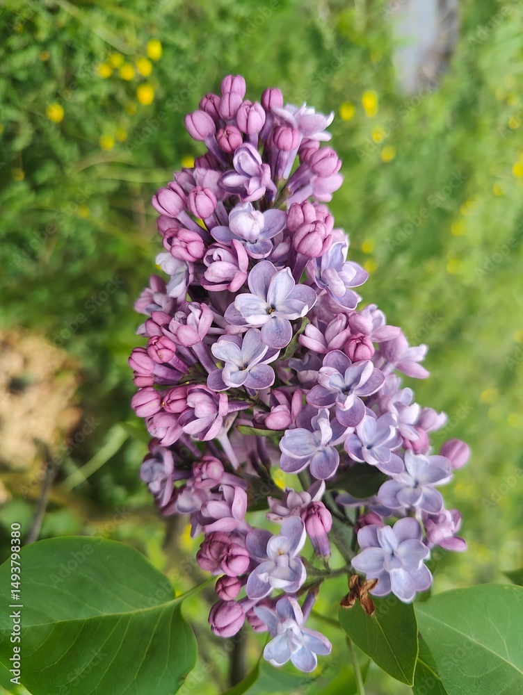 Obraz premium Close-up of blooming lilac flower outdoors. Detailed image of a vibrant lilac flower in full bloom with a soft-focus green background, perfect for spring or nature themes