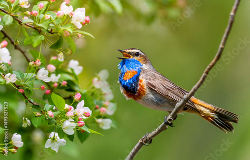 bright bluethroat bird sits on the branches of a blossoming apple tree in a s...