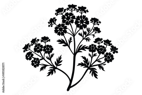 Black Silhouette of Blooming Wildflower Umbel Plant with Leaves, Artistic Nature Illustration