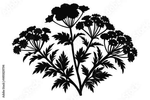 Silhouette of Cow Parsley Plant Detailed Black and White Floral Illustration Graphic Design
