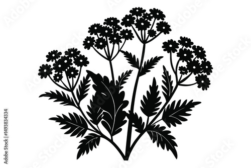Black Silhouette of Yarrow Plant with FernLike Leaves and Clustered Flowers Illustration
