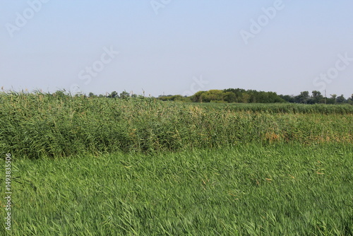 Fototapeta Naklejka Na Ścianę i Meble -  reed thickets on a sunny summer day