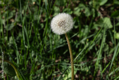 dandelion in the grass