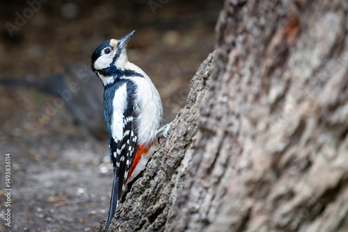 Buntspecht im Schlosspark Charlottenburg, Berlin