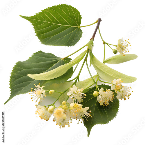Fresh linden branch with delicate yellow-white flowers and green heart-shaped leaves, isolated on a light gray background.