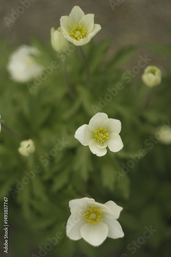 apple tree flowers