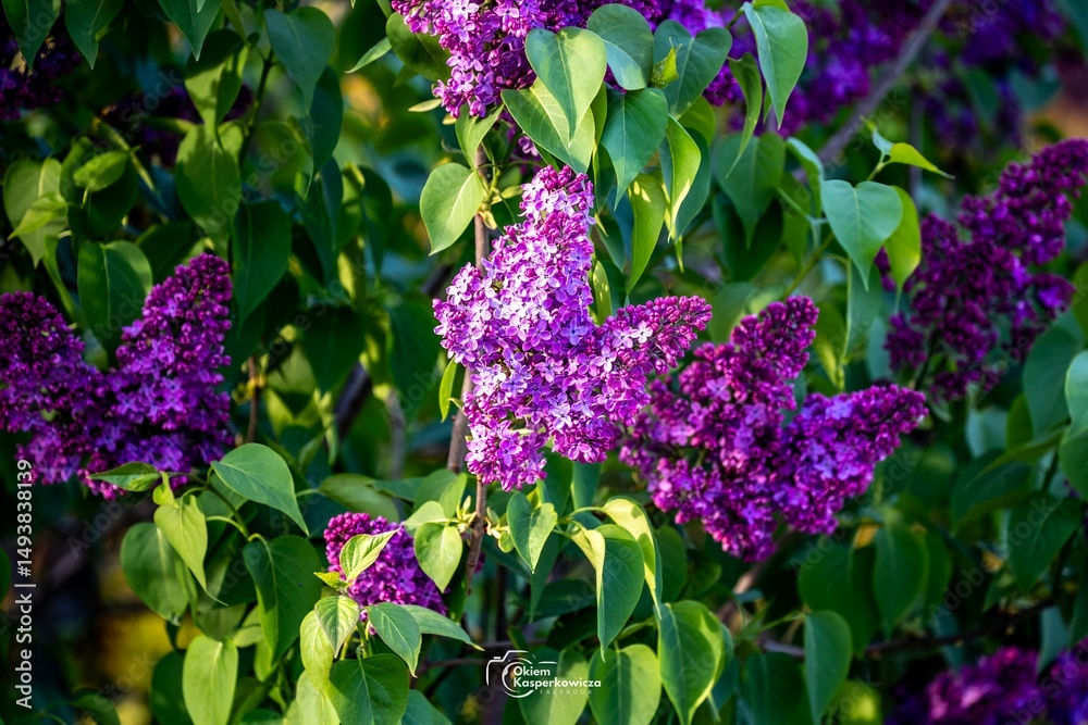 Naklejka premium purple flowers in the garden