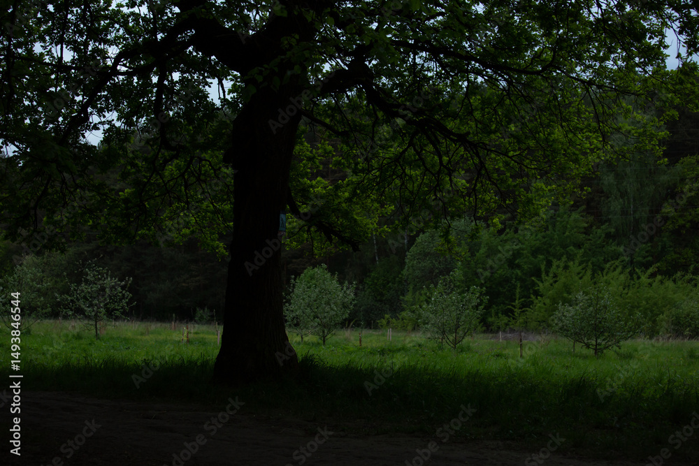Obraz premium Beautiful of oak big green tree branches in shadow on forest and rural field landscape nature background in spring day under blue sky. Natural colors, contrast shadow and light