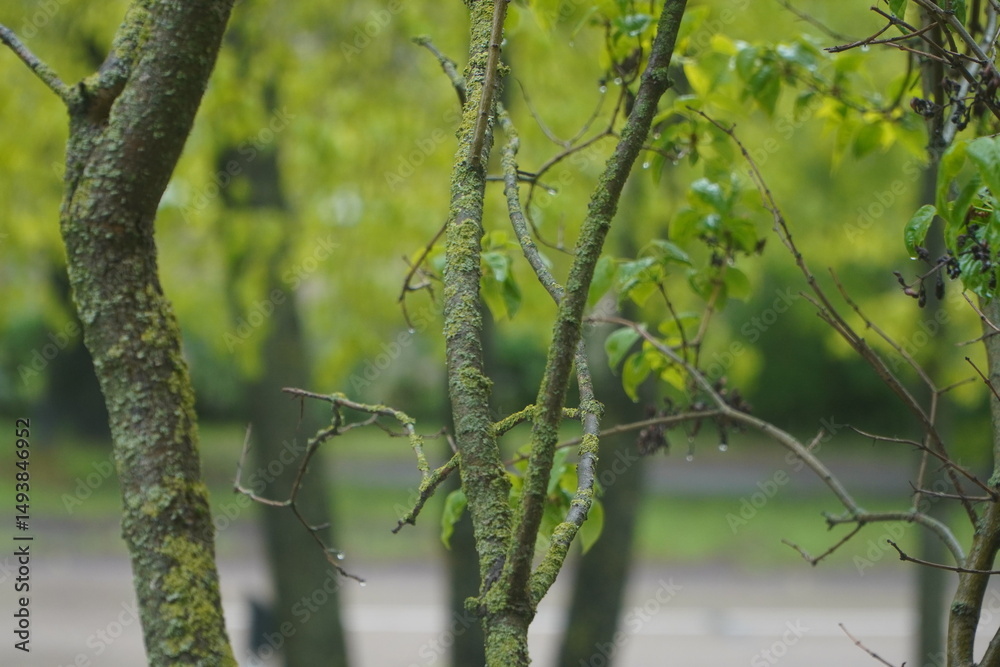 Fototapeta premium Green leaves on trees, with blured background in rainy day