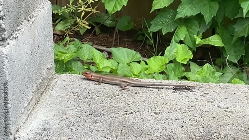 lizard pooping 