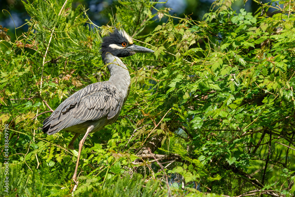 Naklejka premium A yellow-crowned night heron perched in a tree