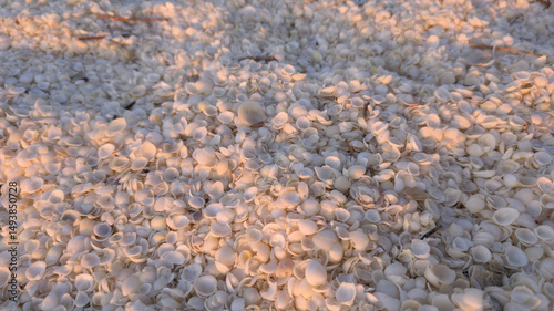 Muschelstrand