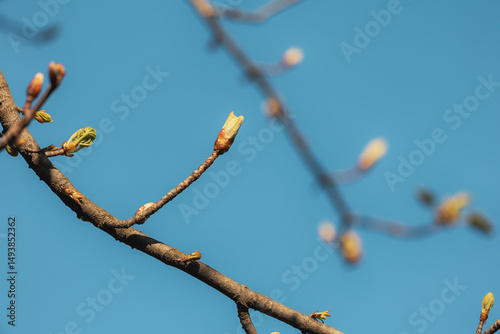 Foto New leaves sprouting on a tree branch against a bright blue sky, symbolizing ren