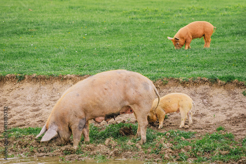 Tamworth sow and piglets enjoying a muddy wallow and grazing on lush green grass in a farm field
